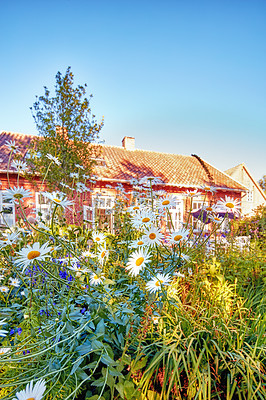 Buy stock photo A view of a bright blooming daisy flower in the backyard on a sunny day. Daisy flowers on a green meadow on side of traditional houses. A beautiful field, a meadow, and a natural landscape.