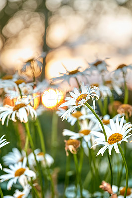 Buy stock photo Daisy flowers growing against green nature background. Marguerite perennial flowering plants on grassy field in spring. Beautiful white flowers blooming on the countryside. Flora sprouting in a park