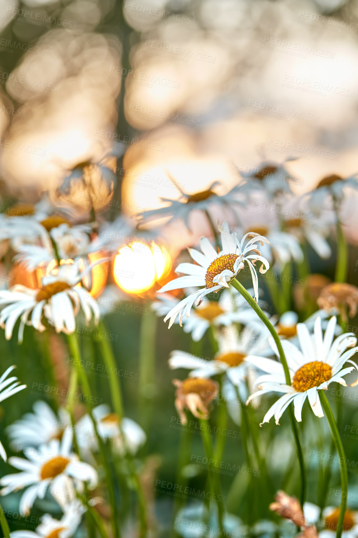 Buy stock photo Daisy flowers growing against green nature background. Marguerite perennial flowering plants on grassy field in spring. Beautiful white flowers blooming on the countryside. Flora sprouting in a park