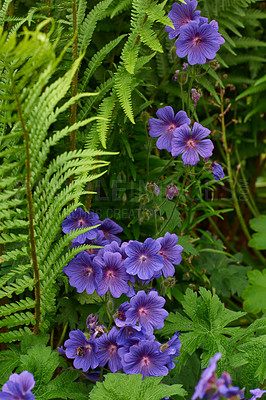 Buy stock photo Meadow geranium flowers growing in botanical garden in summer. Geranium pratense growing and blooming in a park in spring. Beautiful violet flowering plants budding in a yard. Flora in nature reserve