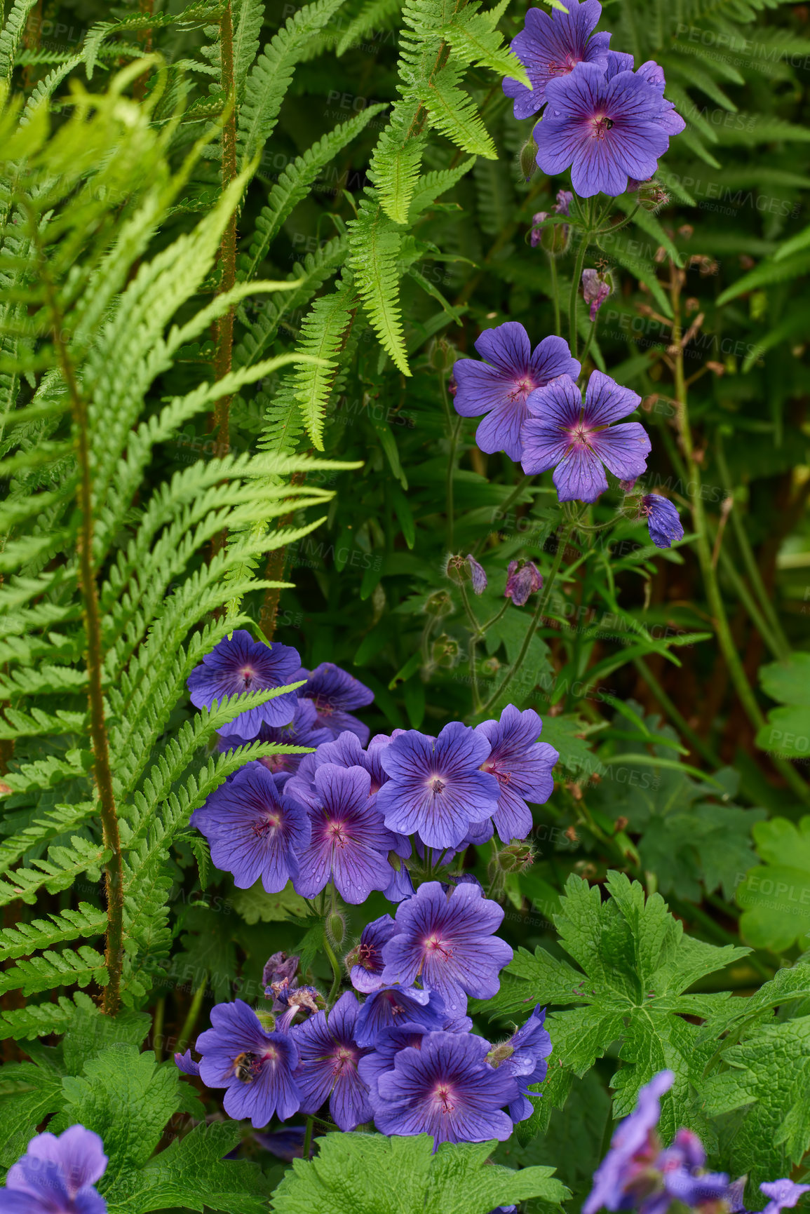 Buy stock photo Meadow geranium flowers growing in botanical garden in summer. Geranium pratense growing and blooming in a park in spring. Beautiful violet flowering plants budding in a yard. Flora in nature reserve