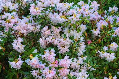 Buy stock photo Natural, nature or flowers in outdoor garden environment, botanical plants and blooming outside in park. Rhododendron, blossom and countryside botany in wilderness ecosystem or pink floral growth