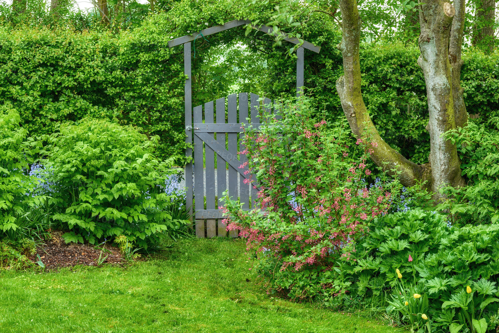 Buy stock photo A wooden gate entrance and exit in a lush green garden with tress, bushes, shrubs and plants. Gateway leading to serene, tranquil, zen, calm backyard at home. Gardening and planting passion and hobby