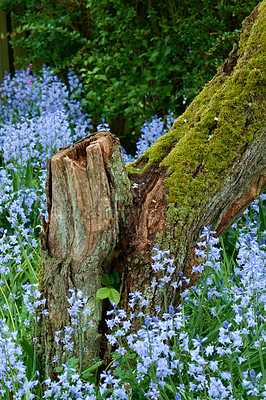 Buy stock photo Blue lilies growing in a nature reserve. Lilium blooming in a botanical garden in spring. Bush of lily flowers budding in a park. Flowering plants blooming in a forest. Flora flourishing in a meadow