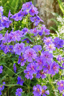 Buy stock photo Meadow Geranium in full bloom with detail in a backyard garden on a summer day. Closeup of a purple flower growing on a field outdoors in spring. Beautiful plant with green bush or nature background