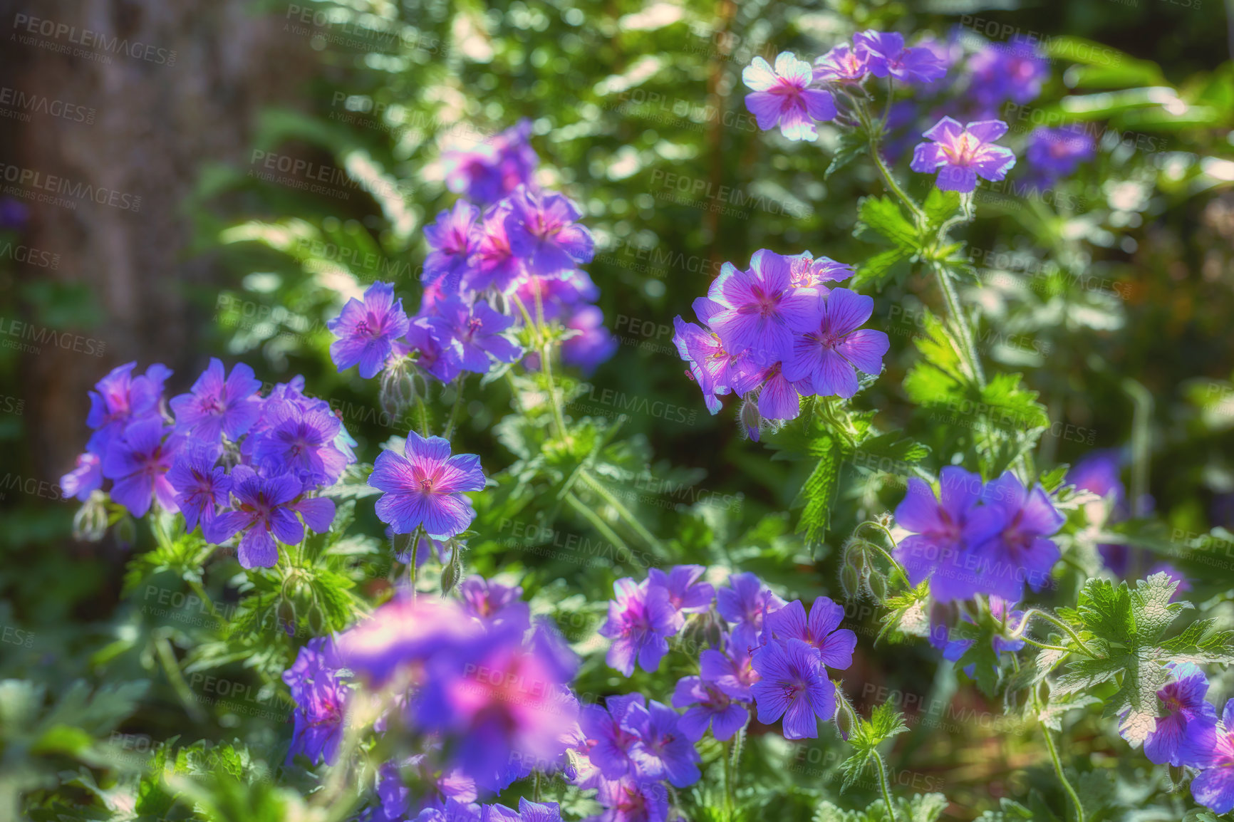 Buy stock photo Meadow geranium flowers growing in a botanical garden in spring. Geranium pratense budding and blooming in a meadow in summer. Beautiful violet flowering plants flourishing in a park in nature