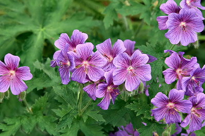 Buy stock photo Closeup of a bush of purple hardy geranium flowers in a garden. Delicate violet blossoming plants growing with lush green leaves in a backyard in nature. Geranium bohemicum in full bloom in summer
