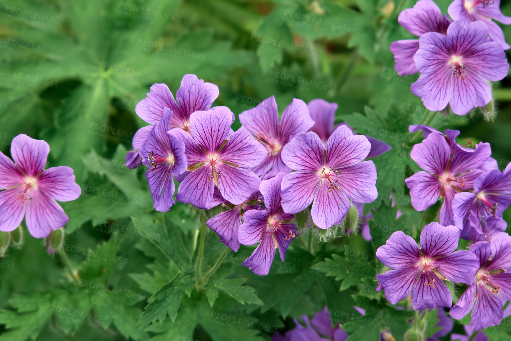 Buy stock photo Closeup of a bush of purple hardy geranium flowers in a garden. Delicate violet blossoming plants growing with lush green leaves in a backyard in nature. Geranium bohemicum in full bloom in summer
