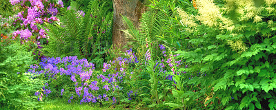 Buy stock photo Meadow geranium flowers growing in a botanical garden among foliage in summer. Geranium pratense growing and blooming in a park in spring. Beautiful violet flowering plants budding in a field