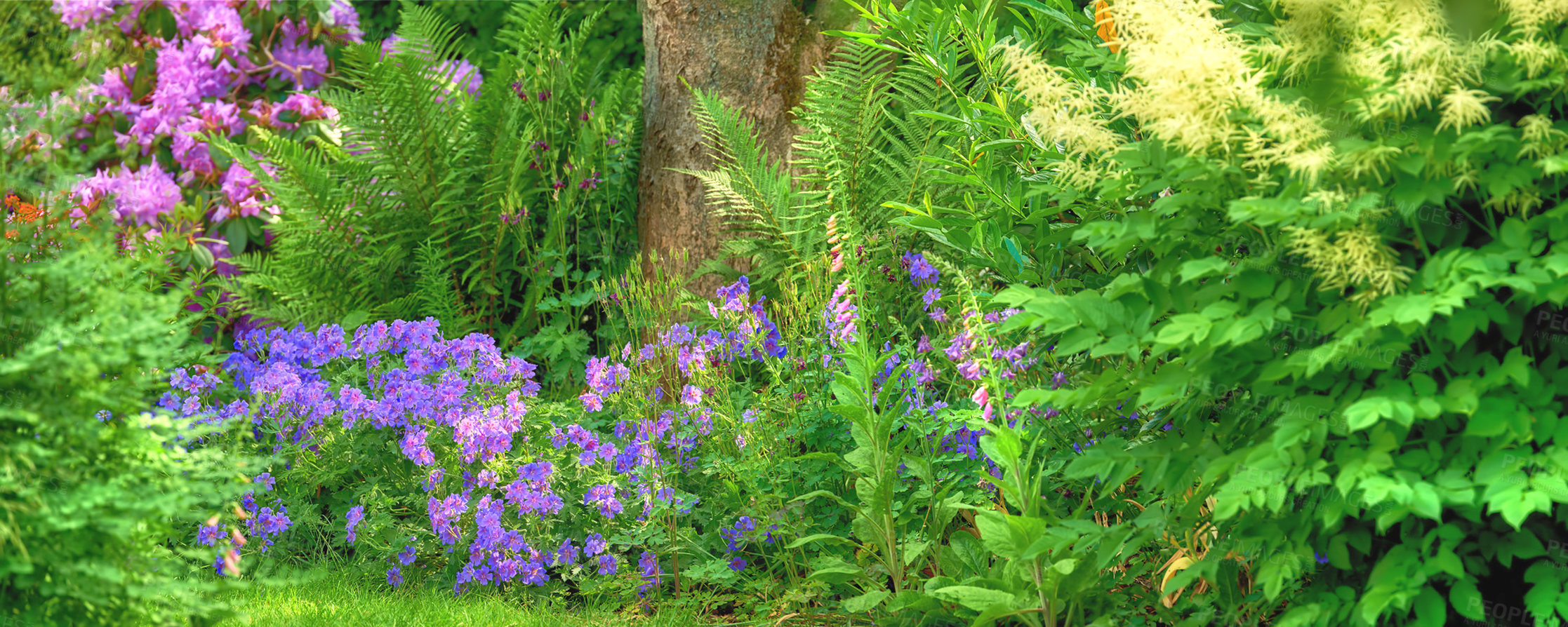 Buy stock photo Meadow geranium flowers growing in a botanical garden among foliage in summer. Geranium pratense growing and blooming in a park in spring. Beautiful violet flowering plants budding in a field