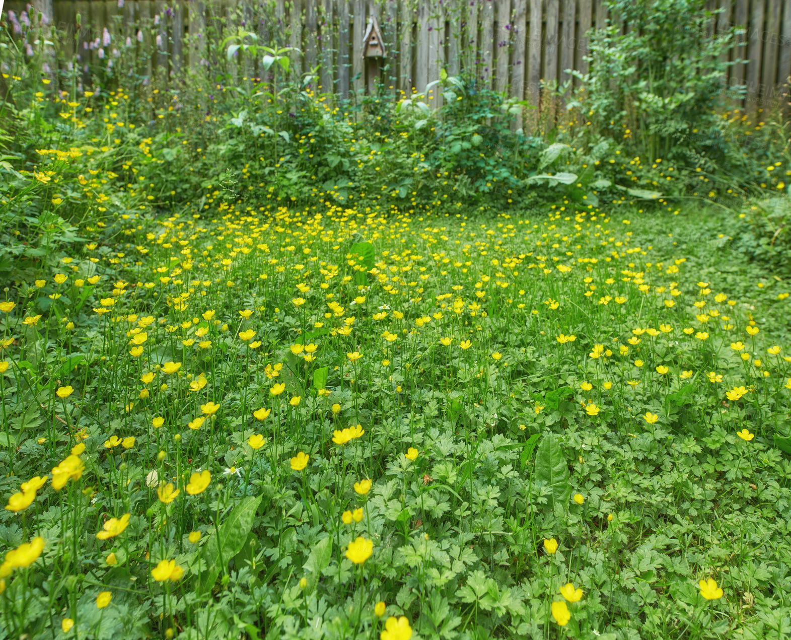 Buy stock photo A bush with yellow flowers in a backyard garden with a wooden fence and a little birdhouse. Lush green shrub with a blooming plant outdoors in a yard during a summer day. A shrub outside a park