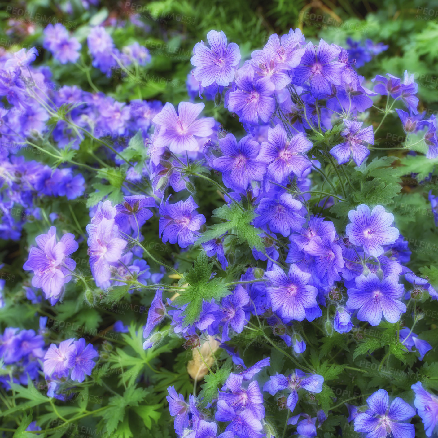 Buy stock photo Top view of meadow geranium flowers growing in a botanical garden. Geranium pratense growing and blooming in a meadow in spring. Beautiful violet flowering plants budding in a park