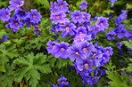 Meadwo Geranium - JohnsonÂ´s Blue