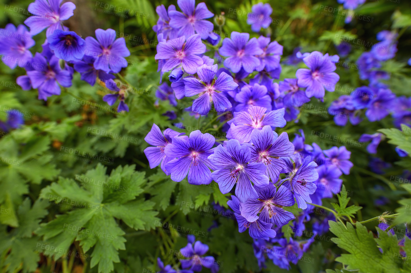 Buy stock photo Top view of meadow geranium flowers growing in botanical garden among foliage in summer. Geranium pratense growing and blooming on field in spring. Beautiful violet flowering plants budding in a park