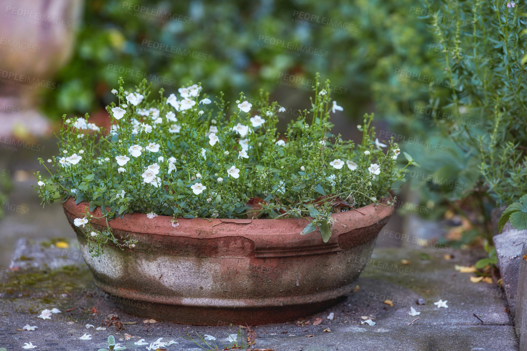 Buy stock photo White pansies growing in vase in backyard garden in summer. Beautiful hybrid plant blooming in spring outdoors. Tiny flowering plants budding in a yard outside. Flora displayed in a holder