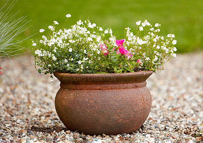 Buy stock photo Lilies growing in a vase in a backyard garden in summer. Beautiful hybrid plant blooming in a jar in spring outdoors. Tiny flowering plants budding in a yard outside. Flora in a holder