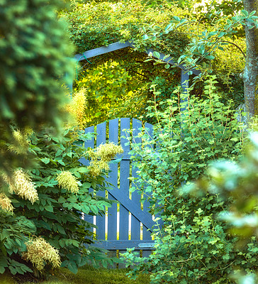 Buy stock photo A wooden garden gate in lush green backyard with a growing goatsbeard bush, variety of plants, shrubs and trees. View of an idyllic entrance and exit in spring and summer. Passionate about gardening