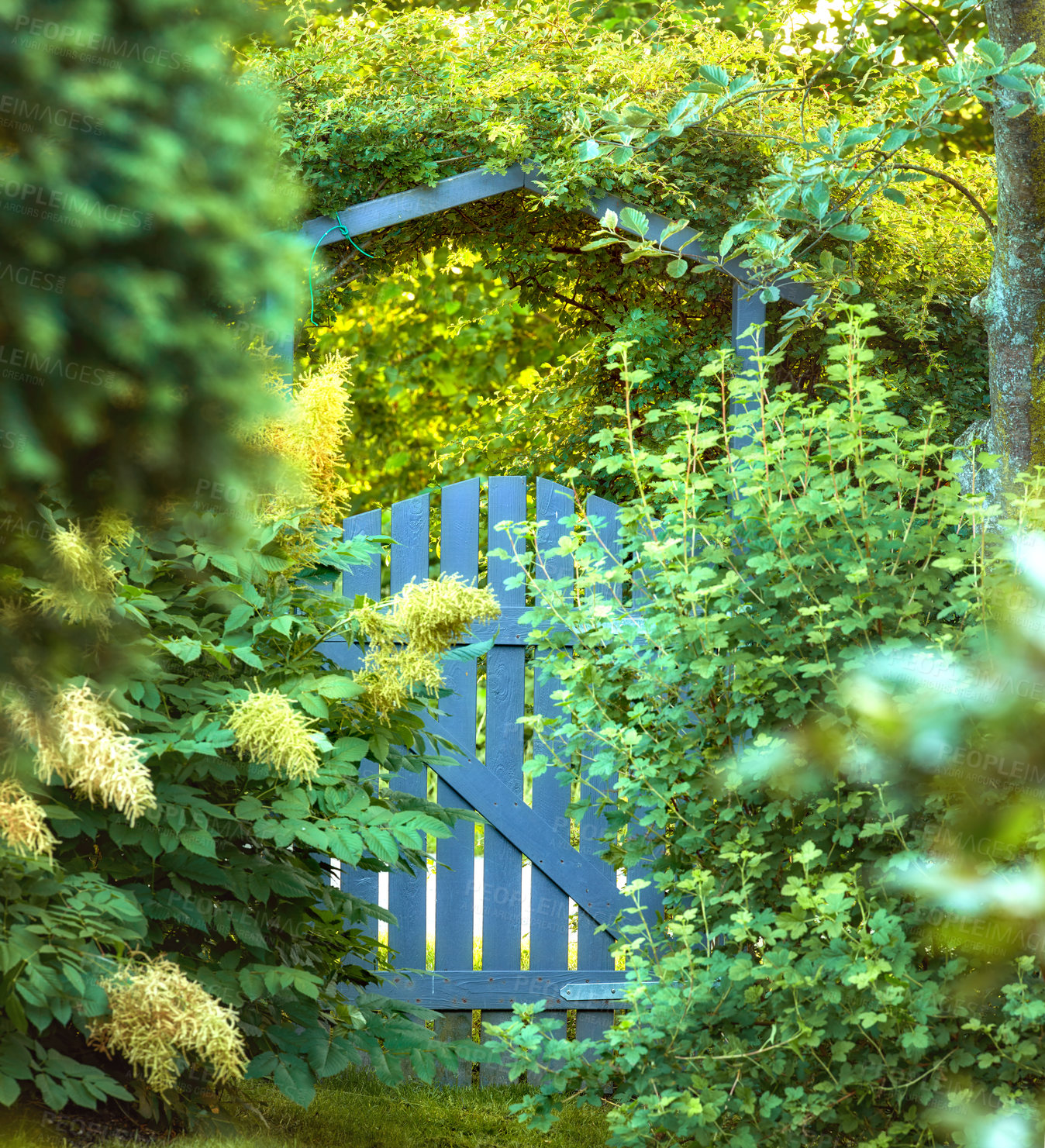 Buy stock photo A wooden garden gate in lush green backyard with a growing goatsbeard bush, variety of plants, shrubs and trees. View of an idyllic entrance and exit in spring and summer. Passionate about gardening