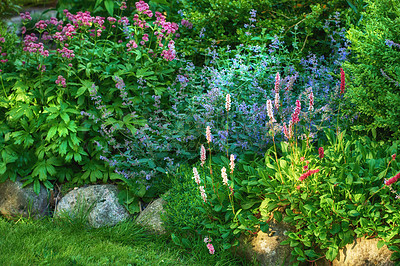 Buy stock photo Landscape view of various flowers growing in a backyard garden in summer. Beautiful flora blooming on a lawn in spring outdoors. Tiny flowering plants budding in a yard outside. Meadow with greenery