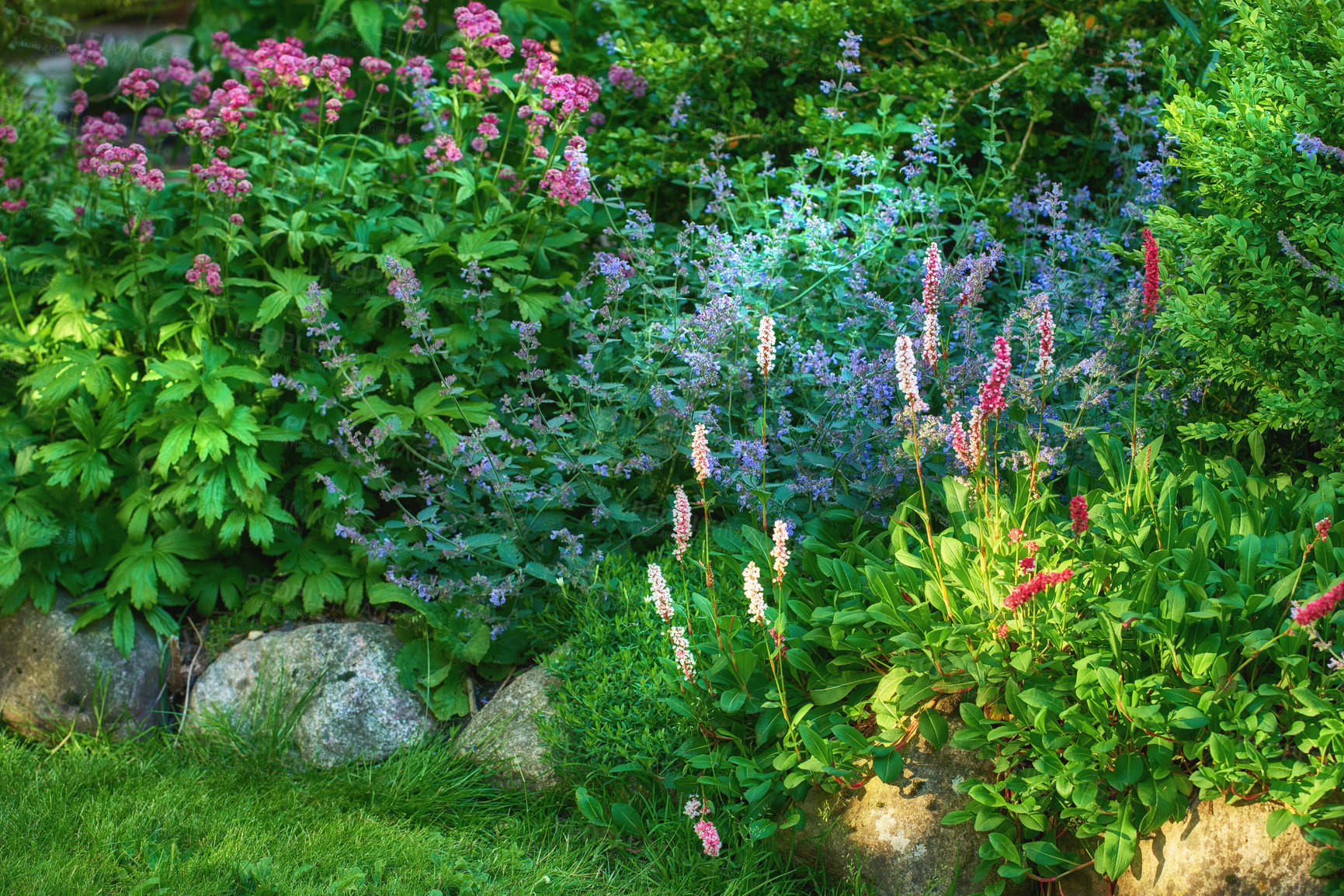 Buy stock photo Landscape view of various flowers growing in a backyard garden in summer. Beautiful flora blooming on a lawn in spring outdoors. Tiny flowering plants budding in a yard outside. Meadow with greenery