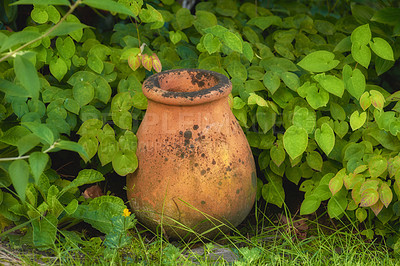 Buy stock photo A vintage old pot covered with green leaves. A brown colored vase is kept in the green lush in a garden. Clay pot surrounded by different types of plants with a green natural background.
