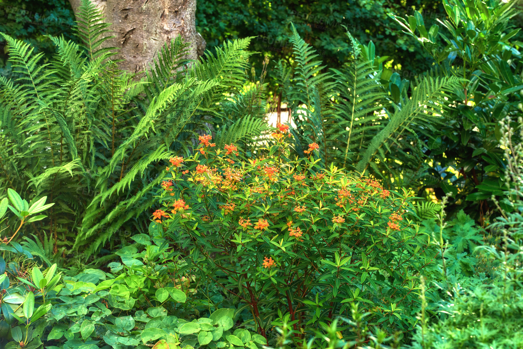 Buy stock photo A garden of Butterfly weeds with long Fern around. A garden with tropical plants and trees. View of the beautiful pleasant park with orange milkweed flowers and green leaves. 