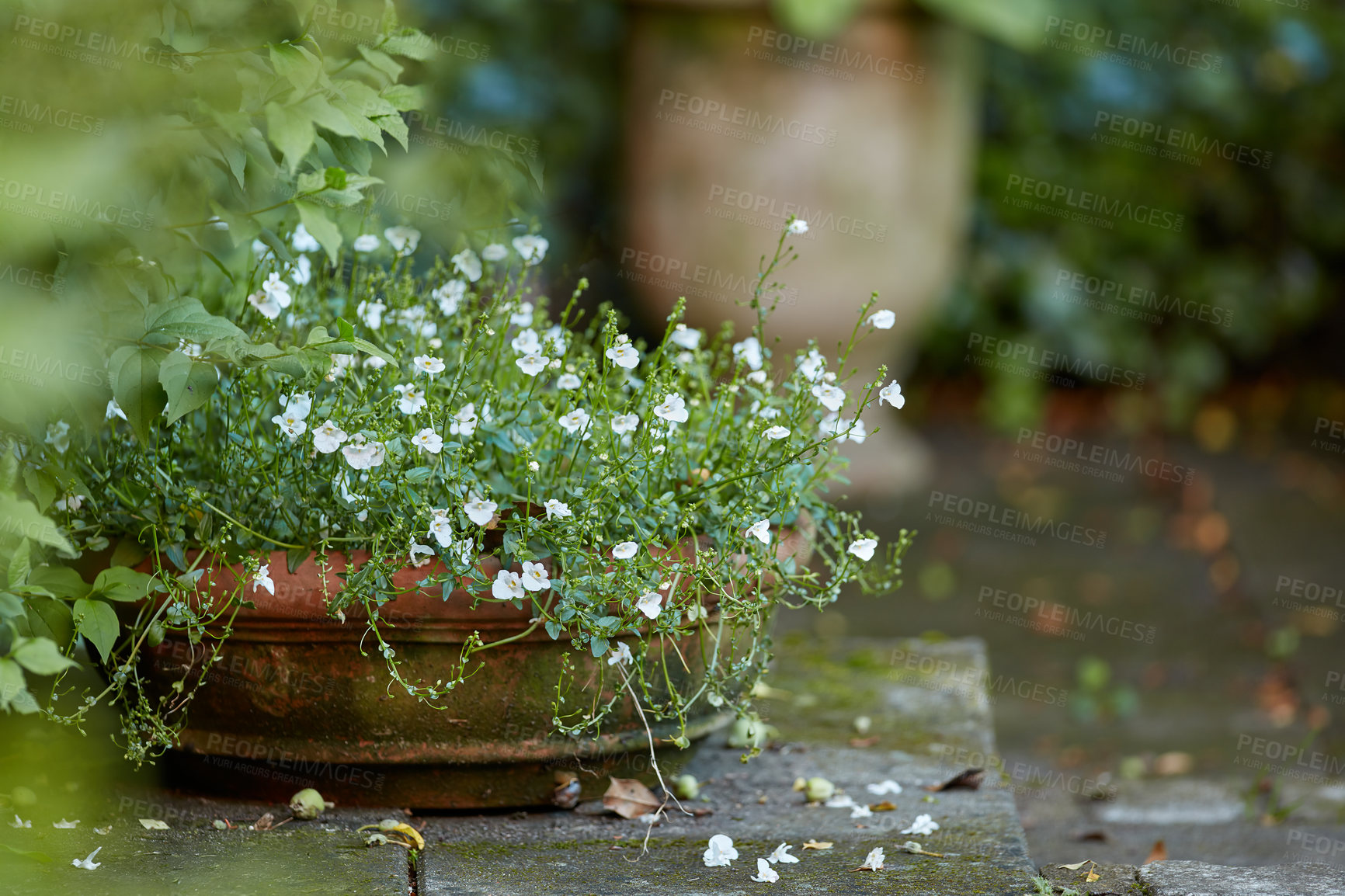 Buy stock photo Small potted plant with white flowers on a wet cement step outside. Terracotta pot with delicate fine blooms and vines on the ground in a modern garden. Outdoor decoration of blossoming houseplant