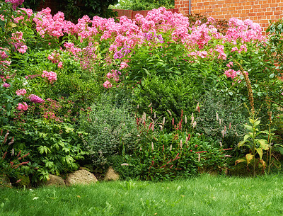 Buy stock photo A group of blooming Phlox paniculata, knotweed and other mixed plants in the garden. A fragrant perennial plant in the garden. Pink blossom, lush plants, and green grass in a garden or backyard.