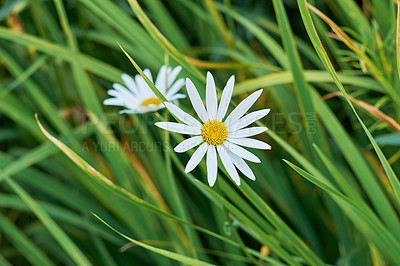 Buy stock photo Daisy flower growing in a field or botanical garden on a sunny day outdoors. Marguerite or english daisies with white petals blooming in spring. Scenic landscape of bright plants blossoming in nature