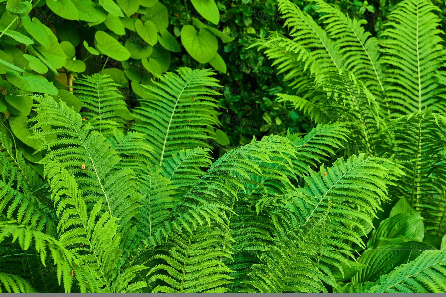 Buy stock photo Lush ferns and tropical plants growing in a botanical garden or park filled with greenery on a fresh sunny day outdoors. Closeup of vibrant polypodiophyta species with long leaves blooming in nature