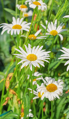 Buy stock photo Closeup of white daisy flowers growing in remote lush green field or meadow in summer. Marguerite daisies blooming, blossoming and flowering on a prairie in Sweden or Norway. Chamomile plants for tea