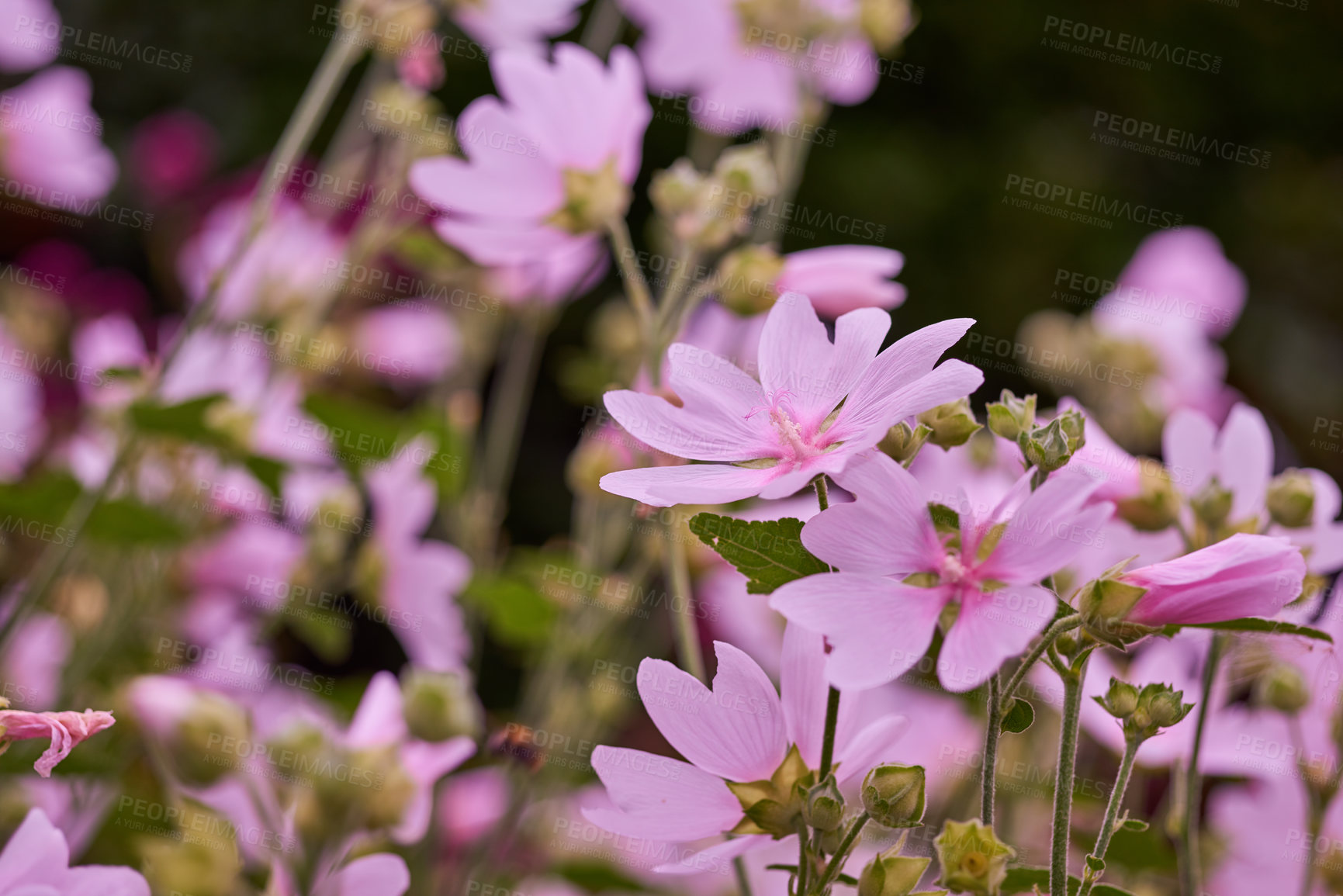 Buy stock photo Natural, pink or flowers in outdoor garden environment, botanical plants or blooming outside in park. Geranium pyrenaicum, blossom and countryside botany in nature ecosystem, closeup or floral growth