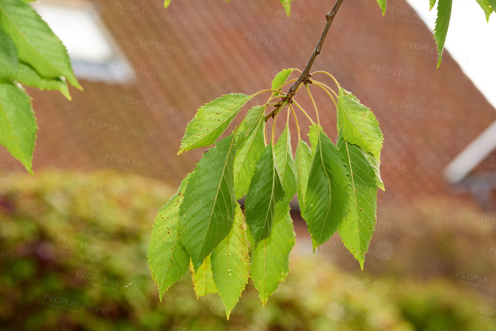 Buy stock photo Closeup of a hanging tree branch with large green leaves against a blurred suburban background. Low angle view of lush stem growing in a home garden or backyard. Clump of delicate fresh spring growth