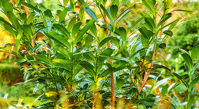 Buy stock photo Closeup of wet green leaves planted in a garden with details of the branches. Ripe moist foliage from a Cherry laura medicinal tree growing in a backyard. An evergreen hedge plant thriving in summer