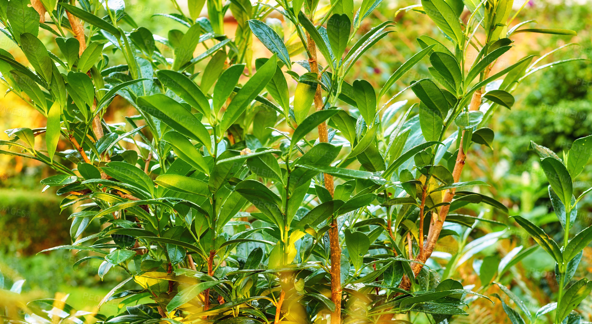 Buy stock photo Closeup of wet green leaves planted in a garden with details of the branches. Ripe moist foliage from a Cherry laura medicinal tree growing in a backyard. An evergreen hedge plant thriving in summer