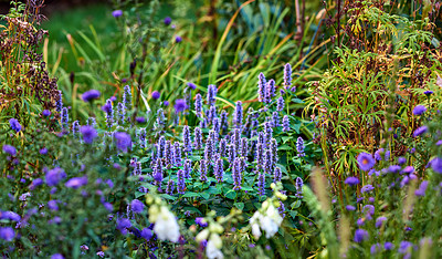 Buy stock photo Purple wolf's bane flowers or aconite growing in the home backyard. A lush garden full of vibrant colorful plants and globe thistle. Knotweed blooms in summer in the garden.