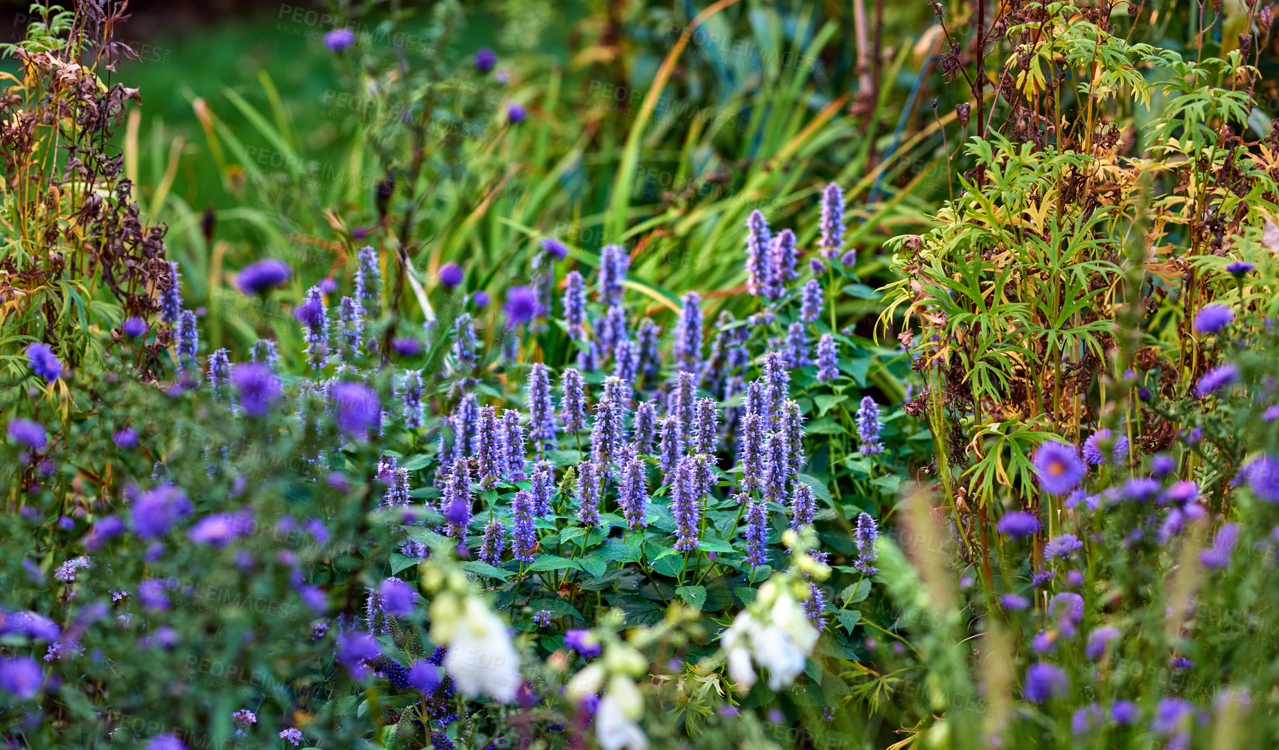 Buy stock photo Purple wolf's bane flowers or aconite growing in the home backyard. A lush garden full of vibrant colorful plants and globe thistle. Knotweed blooms in summer in the garden.