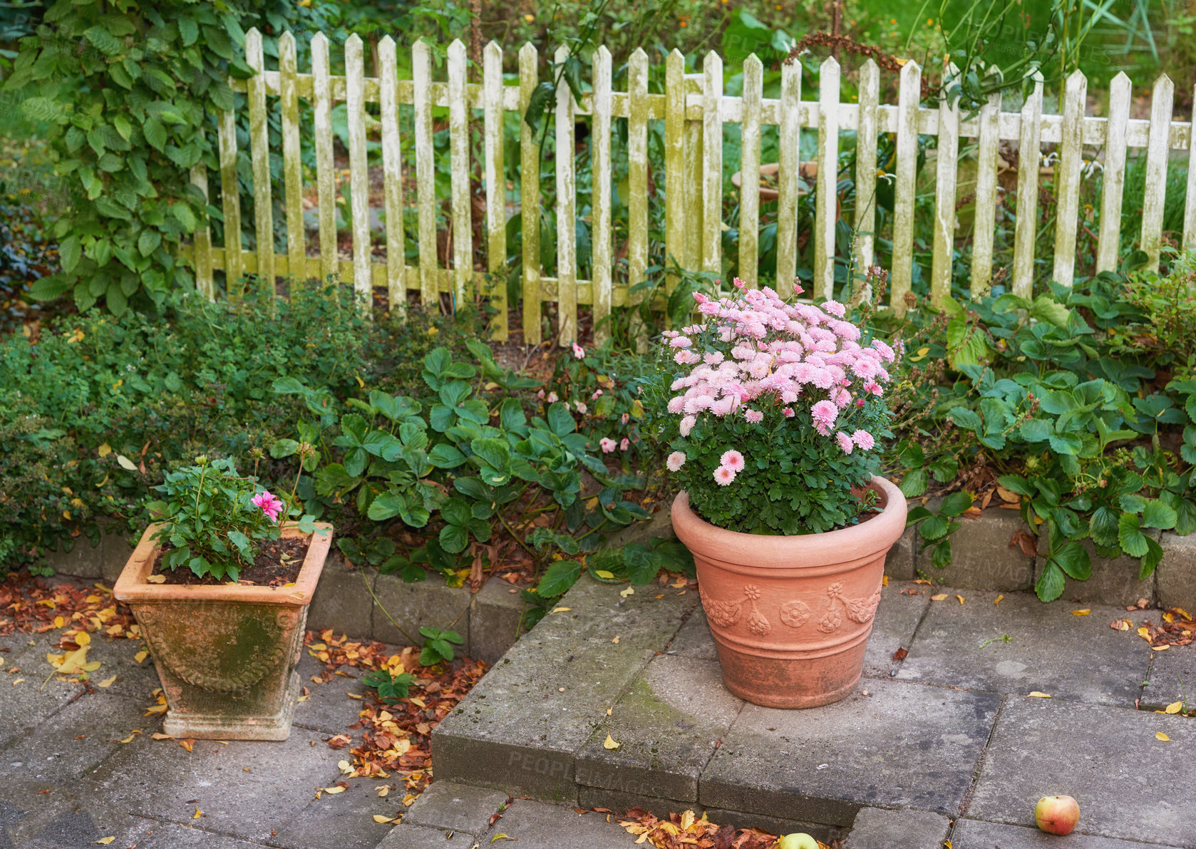 Buy stock photo Fence, pot or flowers in outdoor garden environment, botanical plants and blooming outside in park. Ceramic vase, blossom and countryside botany in nature ecosystem, spring and pink floral growth