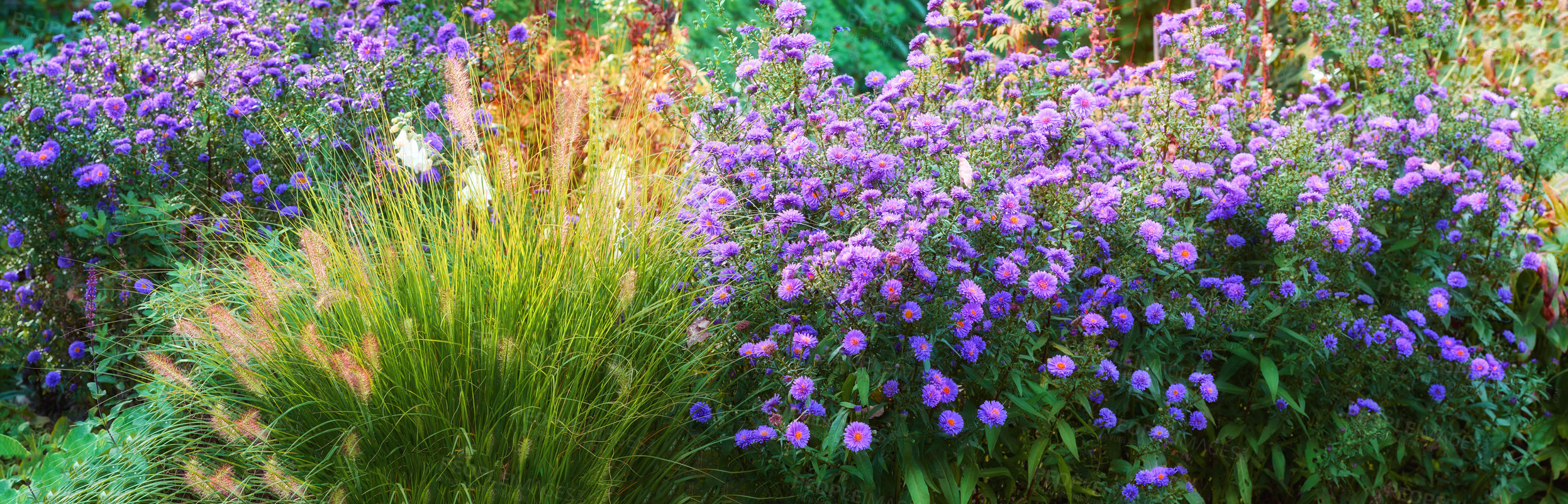 Buy stock photo Violet aster flowers in a decorative garden plant. A garden of all seasons. A view of blooming aster flowers with different plants on a sunny day. A scenic view of violet aster flowers in nature