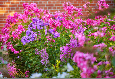 Buy stock photo Pink musk mallow and purple flowers in a garden. Flowering plants on a tree surrounded by different flora in a backyard. Spring flowers in bloom in nature. Beautiful flowerbed in outside at a park