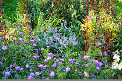 Buy stock photo Purple korean mint growing in a bush or shrub surrounded by lush vibrant flowers and plants in home backyard or botanical garden. Agastache rugosa blossoming and blooming. Cultivating aromatic herbs