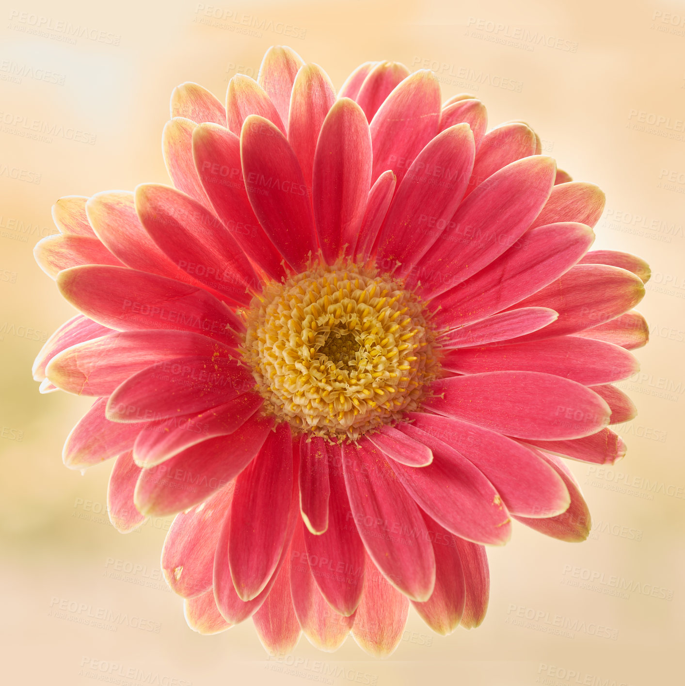 Buy stock photo Flower, plant and beauty with pink flora and gerbera daisy with spring and garden bloom in studio. Floral, petal and tropical blossom with colorful, botanical and growth with yellow background