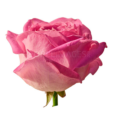 Buy stock photo Pink flower, rose and natural with texture, plant and gift isolated on white studio background. Plants, colorful and spring with flora, petals and blossom with bloom, growth and empty with present