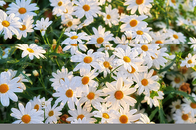 Buy stock photo Bunch of white daisies growing in a lush botanical garden in the sun outdoors. Vibrant marguerite or english daisy flowers blooming in spring. Scenic landscape of bright plants blossoming in nature