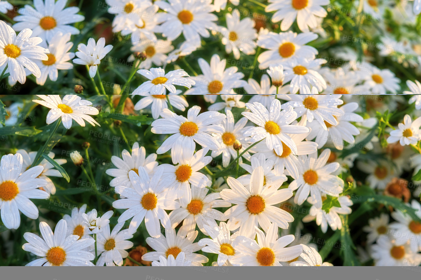 Buy stock photo Bunch of white daisies growing in a lush botanical garden in the sun outdoors. Vibrant marguerite or english daisy flowers blooming in spring. Scenic landscape of bright plants blossoming in nature