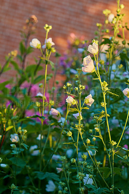 Buy stock photo Closeup of white hollyhocks blossoming and blooming on tall green stems in a private and remote garden at home. Delicate, fragile pink alcea rosea flowering on a bush in a secluded backyard in summer