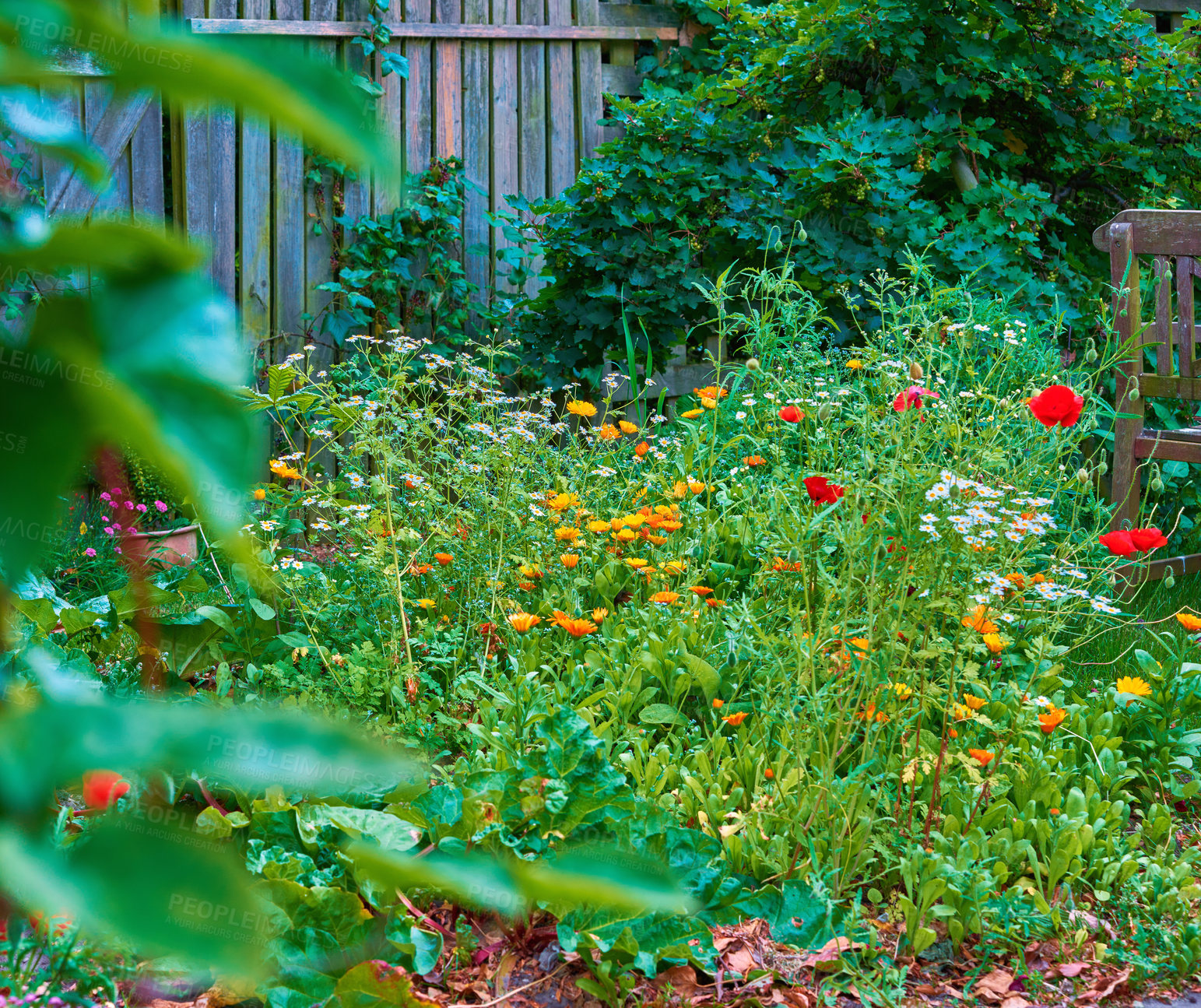 Buy stock photo A beautiful view of a garden with red poppies, marigolds, and daisies with an antique garden chair. The lawn with fresh colorful flowers and grass, bushes, and wooden fences covered with vines. 