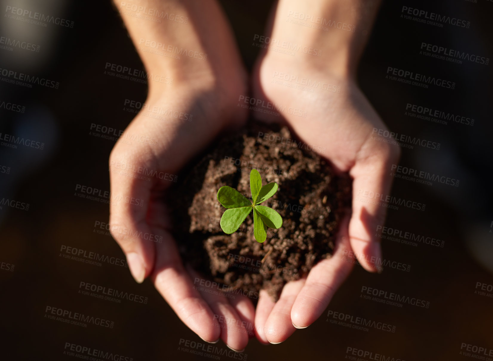 Buy stock photo Shot of an unidentifiable young woman holding a seedling in a pile of soil