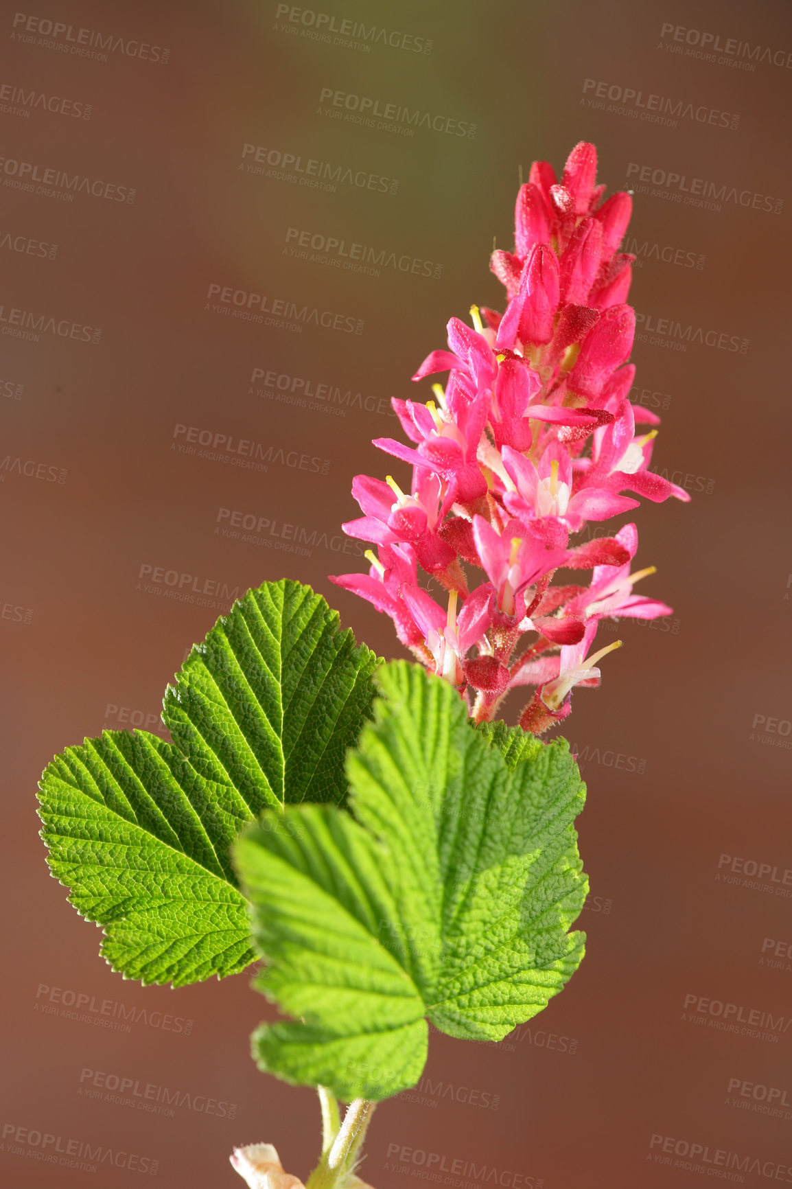 Buy stock photo Nature, pink plant and closeup of flower for natural beauty, spring mockup and blossom. Countryside, blurred background and zoom of flowers for environment, ecosystem and flora growing in meadow