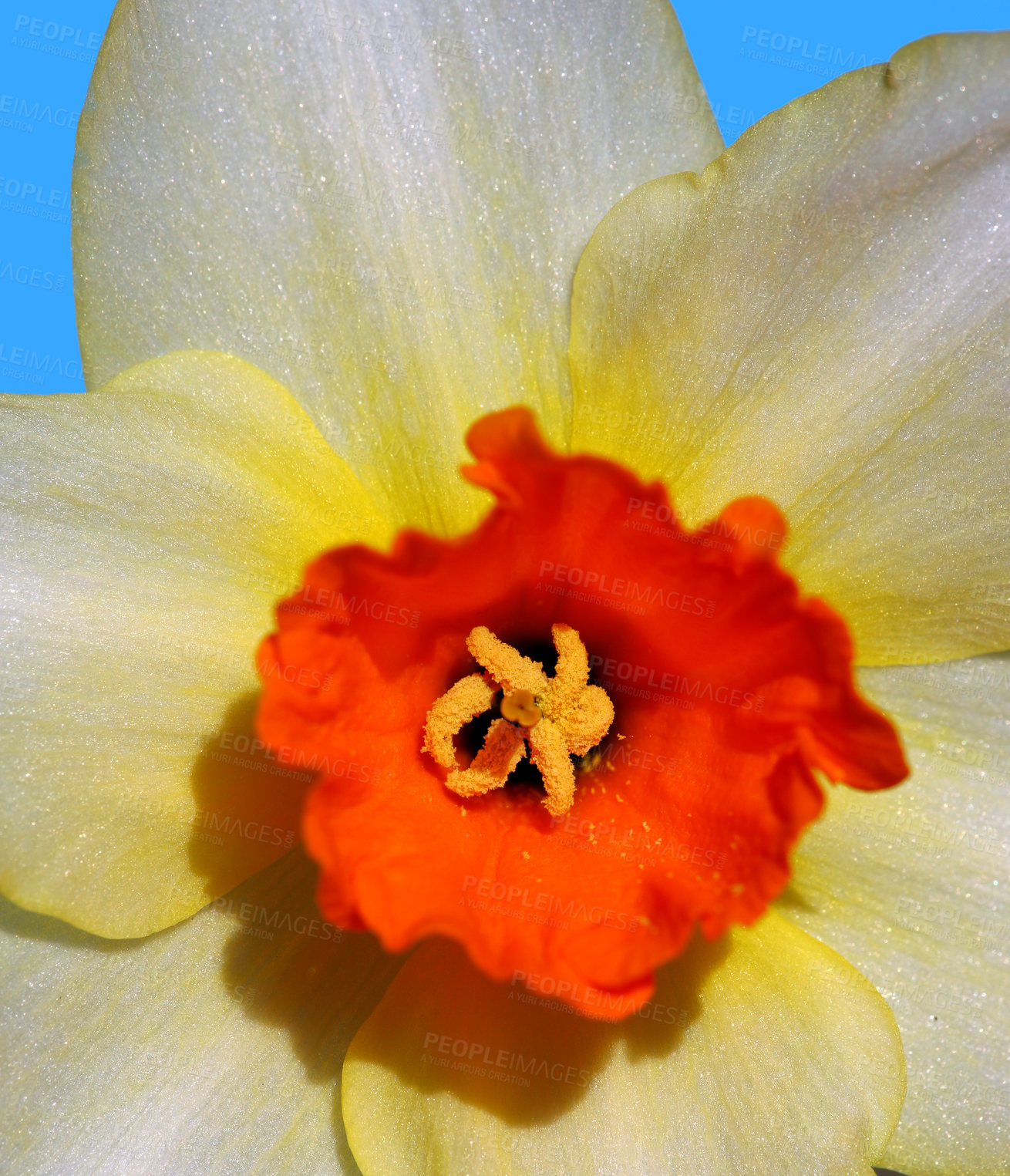 Buy stock photo Daffodil in springtime